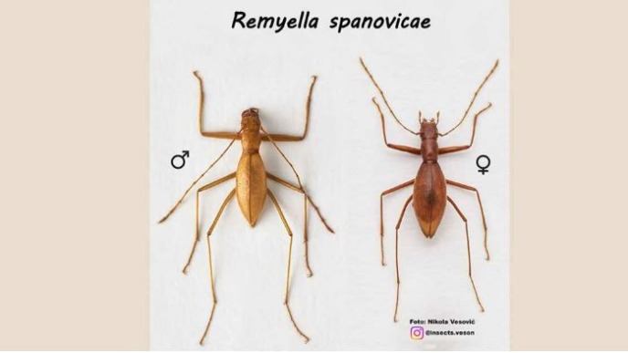 Španovićkina remijela
